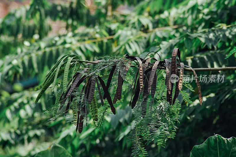 腐烂的Parkia Speciosa (Petei)